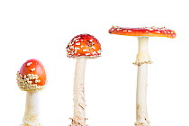 Fly agaric (Amanita muscaria), composite, Maine-et-Loire, France, October, meetyourneighbours.net project