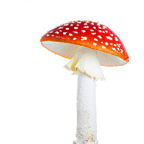 Fly agaric (Amanita Muscaria), Maine-et-Loire, France, October, meetyourneighbours.net project