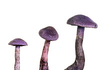 Violet webcap (Cortinarius violaceus), composite of the fungus emerging, Maine-et-Loire, France, October, meetyourneighbours.net project