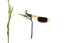 Banded demoiselle (Calopteryx splendens) female on grass, Maine-et-Loire, France, June, meetyourneighbours.net project