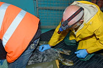 British Divers Marine Life Rescue (BDMLR) vet Darryl Thorpe takes a blood sample from an injured grey seal pup (Halichoerus grypus) 'Jenga', at BDMLR seal pup treatment facility before its transfer to...
