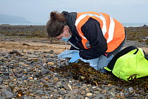 Michelle Clement, a British Divers Marine Life Rescue animal medic inspecting the teeth and gums of a sick, injured Grey seal pup (Halichoerus grypus) 'Jenga', found washed up on the tide line, Widemo...