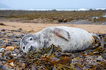 Sick, injured Grey seal pup (Halichoerus grypus) 'Jenga', with bite marks on its flippers and body and a runny nose, washed up on the tide line, Widemouth Bay, North Cornwall, UK, October.