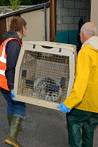 Weak, injured, Grey seal  (Halichoerus grypus) pup 'Jenga', carried to British Divers Marine Life Rescue treatment facility in a crate, before its transfer to the Cornish Seal Sanctuary, Cornwall, UK,...