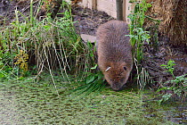 Eurasian beaver (Castor fiber) emerging from an artificial lodge and approaching water, at secret location during a beaver reintroduction by Devon Wildlife Trust, Devon, UK, May 2016.