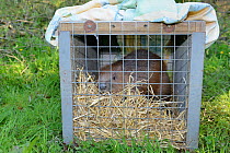 Eurasian beaver (Castor fiber) in transport crate, about to be released to a secret location by Devon Wildlife Trust, Devon, UK, May 2016.