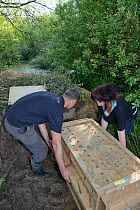Peter Burgess and Roisin Campbell-Palmer pushing crate containing an Eurasian beaver (Castor fiber) up to an artificial lodge built at a secret location for a beaver reintroduction by Devon Wildlife T...