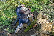 Conservationists pushing crate containing an Eurasian beaver (Castor fiber) to an artificial lodge built at a secret location for a beaver reintroduction by Devon Wildlife Trust, Devon, UK, May 2016.