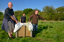 Eurasian beaver (Castor fiber) carried in a transport crate by Paul Martin and Jason Feathers for release at a secret location by Devon Wildlife Trust, Devon, UK, May 2016.