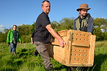 Eurasian beaver (Castor fiber) carried in a transport crate by Peter Burgess and Dr. Richard Brazier for release at a secret location by Devon Wildlife Trust, Devon, UK, May 2016.