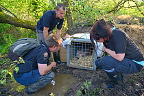 Peter Burgess, Mark Elliott and Roisin Campbell-Palmer wait for an Eurasian beaver (Castor fiber) to move from its transport crate into an artificial lodge built at a secret location by Devon Wildlife...