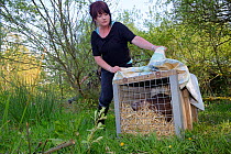 Roisin Campbell-Palmer with an Eurasian beaver (Castor fiber) in a transport crate about to be released to a secret location by Devon Wildlife Trust, Devon, UK, May 2016. Model released.