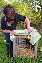 Roisin Campbell-Palmer with an Eurasian beaver (Castor fiber) in a transport crate about to be released to a secret location by Devon Wildlife Trust, Devon, UK, May 2016. Model released.