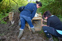 Alicia Leow-Dyke and Roisin Campbell-Palmer wait for an Eurasian beaver (Castor fiber) to move from its transport crate into an artificial lodge, built at a secret location by Devon Wildlife Trust for...