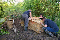 Peter Burgess, Roisin Campbell-Palmer and Mark Elliott waiting for an Eurasian beaver (Castor fiber) to move from its transport crate into an artificial lodge built at a secret location by Devon Wildl...