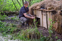 Peter Burgess opening the entrance to an artificial lodge containing Eurasian beaver (Castor fiber) at a secret location during a beaver reintroduction by Devon Wildlife Trust, Devon, UK, May 2016. Mo...