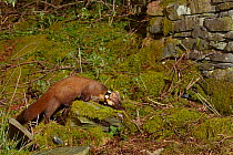 Radio-collared female Pine Marten (Martes martes) foraging at night in woodland. Reintroduced to Wales by the Vincent Wildlife Trust. Cambrian Mountains, Wales, UK, May 2016. Photographed using a remo...