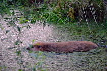 Eurasian beaver (Castor fiber) swimming  at dusk after emerging from an artificial lodge, at a secret location during a beaver reintroduction by Devon Wildlife Trust, Devon, UK, May 2016.
