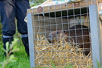 Eurasian beaver (Castor fiber) in a transport crate about to be released to a secret location by Devon Wildlife Trust, Devon, UK, May 2016.