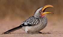 Southern Yellow-Billed Hornbill (Tockus leucomelas) yawning while sitting on the ground, Sabi Sand Game Reserve, South Africa