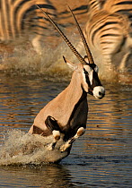 Gemsbok / Oryx (Oryx gazella) suddnely spooked whilst in water, Etosha Natioanl Park, Namibia.
