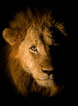 Lion (Panthera leo) photographed at night using a side lit spot light, Sabi Sand Game Reserve, South Africa