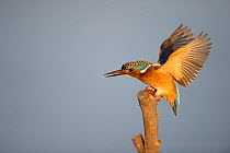 Malachite Kingfisher (Alcedo cristata) landing on a perch, Marievale Bird Sanctuar,y South Africa