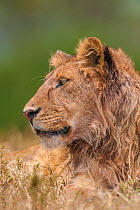 Lion (Panthera leo) young male portrait, Ngorongoro Crater, Tanzania