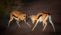 Thomson's gazelle (Eudorcas thomsonii) square off for a territorial battle, Ngorongoro Crater, Tanzania