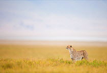 Cheetah (Acinonyx jubatus) male on the hunt with Crater rim in the background, Ngorongoro Crater, Tanzania.