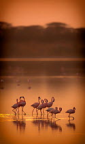 Lesser flamingos (Phoeniconaias minor) flock on lake at dawn, Lake Ndutu Tanzania.