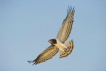 Black-Chested Snake-Eagle (Circaetus pectoralis) in flight, Lake Ndutu Tanzania.