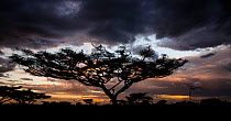 Umbrella Thorn tree (Vachellia tortilis) at dusk, Lake Ndutu Tanzania