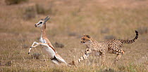 Cheetah (Acinonyx jubatus) hunting Springbok (Antidorcas marsupialis) trying to trip up the prey, Kgalagadi, South Africa