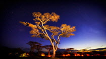 Umbrella Thorn tree (Vachellia tortilis) at night with campsite below and stars above, Lake Ndutu Tanzania