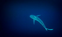 Dusky Shark (Carcharhinus obscurus) solitary shark patrols the deep blue waters off Port St Johns, South Africa