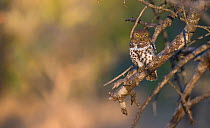 Pearl Spotted owlet (Glaucidium perlatum) Sabi Sand Game Reserve, South Africa
