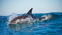 Bottlenose dolphin (Tursiops truncatus) porpoising at surface, Port St Johns, South Africa