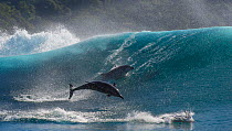 Bottlenose dolphins (Tursiops truncatus) porpoising in waves, Port St Johns, South Africa