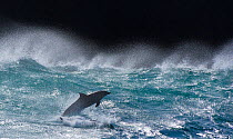 Bottlenose dolphins (Tursiops truncatus) porpoising in waves, Port St Johns, South Africa
