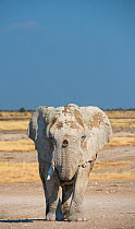 African Elephant (Loxodonta africana) caked in white mud from a waterhole, coming towards camera, Etosha Pan. Etosha National Park, Namibia