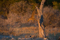 Leopard (Panthera pardus) female climbs down a tree in later afternoon, Etosha National Park Namibia