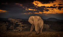 African elephant (Loxodonta africana) huge old tusker called One Ton at sunset, OlDonyo Kenya.