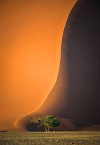 Red dunes of Sossusvlei ,Namibia