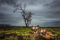 African Wild dogs or Cape hunting dogs (Lycaon pictus) at close range taken from ground level, Zimanga Private Game Reserve, South Africa.