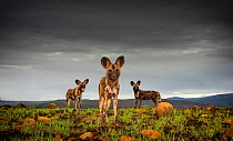 African Wild dogs or Cape hunting dogs (Lycaon pictus) at close range taken from ground level, Zimanga Private Game Reserve, South Africa.