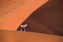 Oryx (Oryx gazella) lone animal standing on the top of a red dune, Sossuvlei, Namibia.