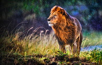 Lion (Panthera leo) male standing in cold and rain with strong wind blowing, smelling the air, Masai Mara National Reserve, Kenya