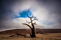 A misty sunrise over tree silhouette in Deadvlei, Namibia