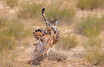 Two Cheetah (Acinonyx jubatus) chasing Springbok (Antidorcas marsupialis) Kgalagadi, South Africa